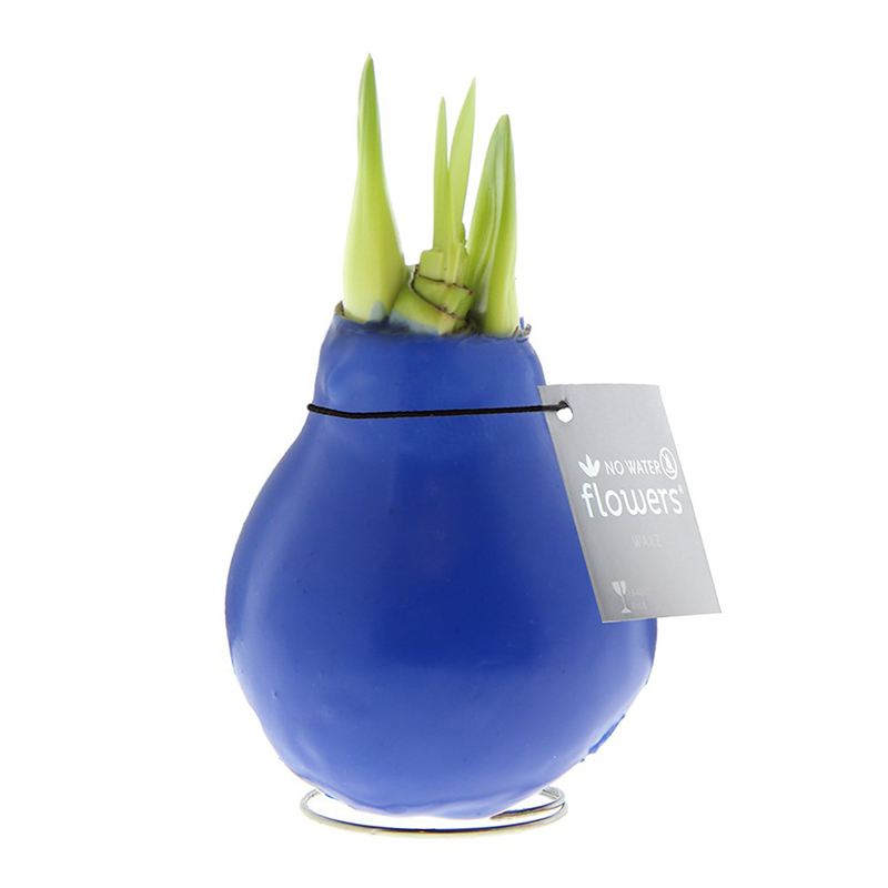 Amaryllis bulb in gift box - Image 5